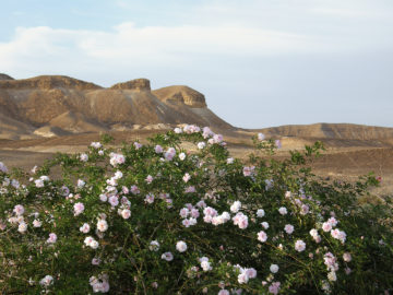 נאות סמדר שבערבה
