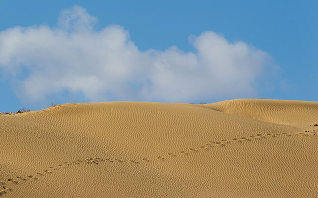 שמורת חולות כסוי ומקדש הנמרים – דיונות חול ותצפית מדברית