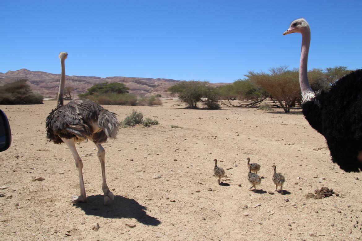חי בר יטבתה – שמורת טבע עם בעלי חיים מדבריים נדירים בערבה